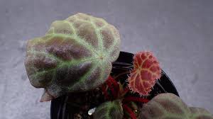 Image result for Belvisia