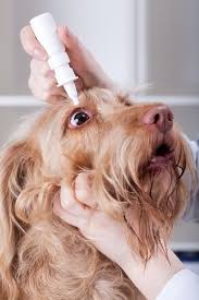 How To Apply Dog Eye Drops Eye Drops For Dogs Dog Eyes Compare Dog Food