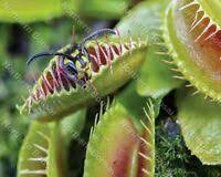 To get rid of flies at home, check out these other fly control methods: Venus Fly Trap Samen Dionaea Muscipula Bonsai Fleischfressende Pflanze Samen Ebay