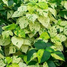 Image result for Acalypha ornata