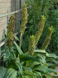 Image result for Eucomis