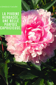 La Pivoine Herbacee Une Belle Parfois Capricieuse Pivoine Herbacee Pivoine Fleurs
