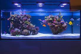 Pin On Aquariums