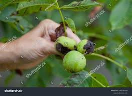 Image result for Walnut blight
