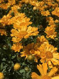 Coreopsis Grandiflora Jethro Tull Tickseed Picture Courtesy Of Progressive Plants Employee Sk Plants Plant Catalogs Tickseed