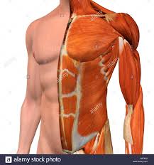 The chest is the area of origin for many of the body's systems as it houses organs such as the heart, esophagus, trachea, lungs, and thoracic diaphragm. Chest Muscles Anatomy Anatomy Drawing Diagram