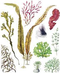 Картинки водорослей