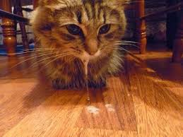 Kedi Beyaz Sivi Kusuyor Kedi Neden Beyaz Kopuk Kusuyor