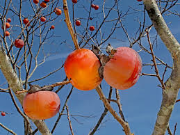 Image result for Diospyros