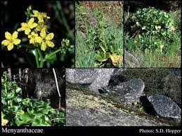 Image result for Menyanthaceae
