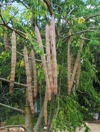 Image result for Moringa oleifera