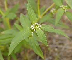 Image result for Mitracarpus