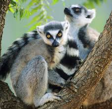 Madagascar's rode lemuren hebben misschien een geheim wapen uit de medicijnkast van de natuur: Lemuren Aktuelle News Bilder Infos Welt