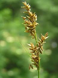 Image result for Carex mildbraediana