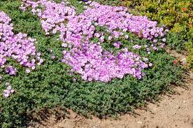 Check spelling or type a new query. Ruschia Lineolata Ground Cover Cacti Com
