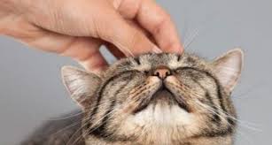 Kedi Mirlamasinin Iyi Geldigi Hastaliklar Pemmbe Kedi Veterinerler Stres