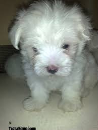 Boutique puppies offers beautiful maltese puppies! Maltese Puppies For Sale Puppies For Sale Dogs For Sale Dog Breeders Dog Kennel Kitten For Sale Cat For Sale