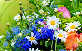 Buona primavera a tutti frasi di auguri e immagini per whatsapp. Immagini Di Fiori Per Whatsapp Bellissimo Sfondo Per Whatsapp 2880x1800 Wallpapertip