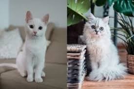 Link ujian kepekaan lho docs google terbaru. Kumpulan Kuis Kuis Kepribadian Kuis Kapanlagi