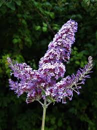 Image result for Buddleja davidii