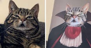 While many oil paintings can be overly how long should a royal pet portraits picture take? 30 Pets With Royal Portraits They Deserve Made By Crown Paw New Pics Bored Panda