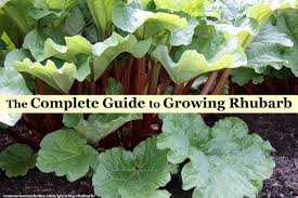 You may well come across 'medical' literature in all kinds of bibliophilic treasures from centuries gone by, under grandparents' attics, where you can read. Growing Rhubarb How To Plant Grow And Harvest The Pie Plant
