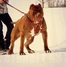 Biggest Pitbull In The World Hulk Lives Up To His Name Caes Incriveis Caes Dogue De Bordeaux
