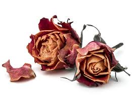 We would like to show you a description here but the site won't allow us. How To Dry Flowers For Beautiful Crafting Projects Kremp Florist Blog