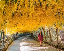 Image result for Laburnum