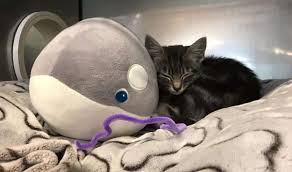 Explore 431 listings for 1 week old kittens for sale at best prices. Frightened And Hungry This 10 Week Old Kitten Was Abandoned In Vancouver Vancouver Is Awesome