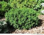 Morden upright yew