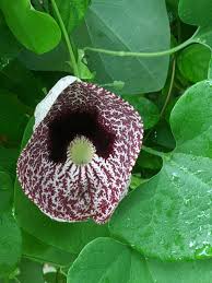 Image result for Aristolochia littoralis