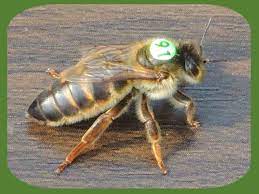 And, we know from bee anatomy that all insects have 3 major body sections. Autumn 2021 Queen Bee Carnica Cimala