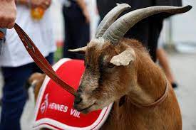 Fc köln, vollständig der 1. Hennes Das Legendare Maskottchen Des 1 Fc Koln