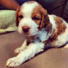 My Baby Rowdy Little Brittany Spaniel 4weeks Brittany Spaniel Puppies Spaniel Breeds Brittany Spaniel
