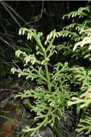 Image result for Lycopodiella cernua