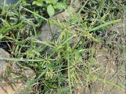 Image result for Tectaria fernandensis