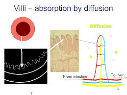 Http Vimeo Co M 76306734 Human Link Video Digestive