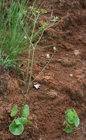 Image result for Senecio milanjianus