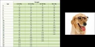 dog pet age in human years chart greens fork animal hospital