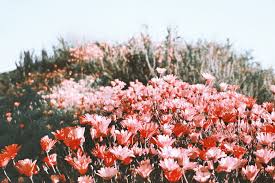 Request Anything And I Ll Put The Gifs Here Noficcion No Ficcion Amreading Books Wattpad Flower Aesthetic Beautiful Nature Aesthetic Gif