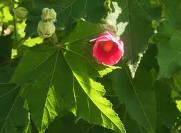 Image result for Hibiscus mutabilis