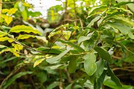 Image result for Brexia madagascariensis