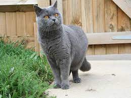 The british shorthair is the pedigreed version of the traditional british domestic cat, with a distinctively stocky body, dense coat, and broad face. Blue Tabby Point British Shorthair Novocom Top