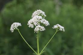 Image result for Valerianaceae