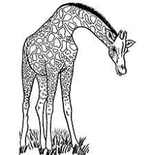 Clipart fox black and white small. Top 25 Free Printable Wild Animals Coloring Pages Online
