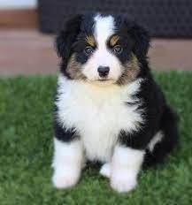 If you are looking to adopt or buy a aussie take a look here! Miniature Australian Shepherd Puppy For Sale Adoption Rescue For Sale In Cherokee North Carolina Classified Americanlisted Com