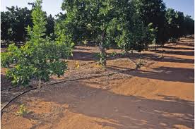 I'm interested to hear how everyone waters their fruit trees. Managing Citrus Orchards With Less Water Irrigating Agriculture Irrigating Agriculture