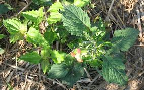 Image result for Crassocephalum montuosum