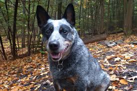 Maybe you would like to learn more about one of these? How To Trace Dead End Microchips And Tag Information On Found Pets Lost Dogs Of America